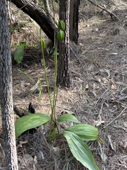 Eulophia cernua