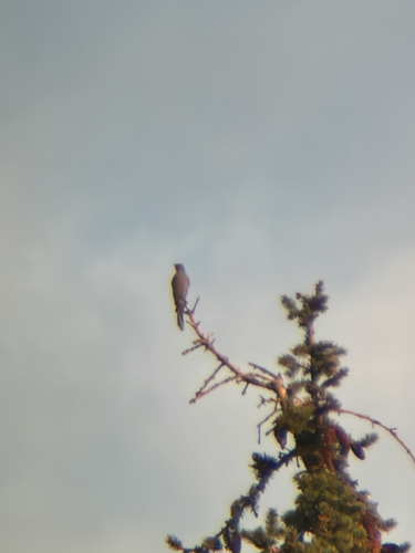 Myadestes townsendi observed 2026-10-27