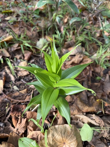 Gloriosa superba observed 2026-10-28