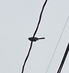 Aphelocoma californica