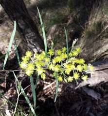 Acacia iteaphylla