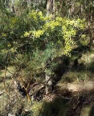 Acacia iteaphylla
