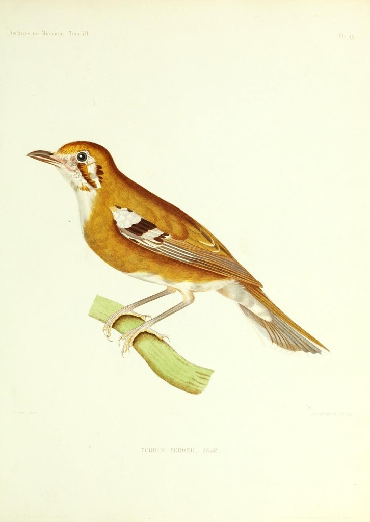 Orange-Sided Thrush