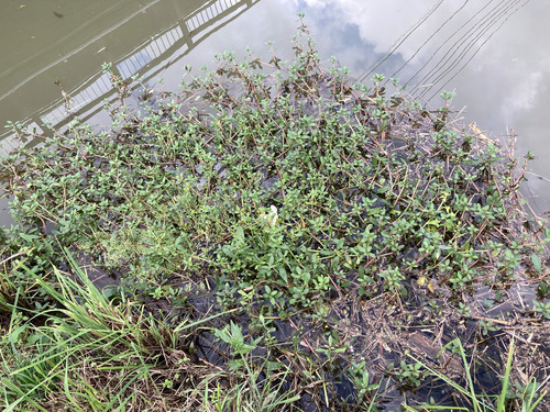 Alternanthera observed 2026-10-27