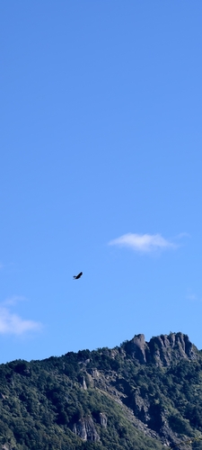 Spilornis cheela observed 2026-10-28