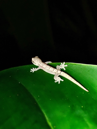 Lepidodactylus lugubris observed 2026-10-26