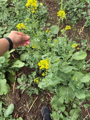 Brassica rapa observed 2026-10-21