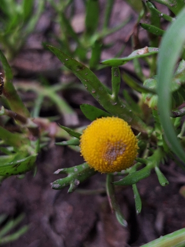 Cotula coronopifolia observed 2026-10-26