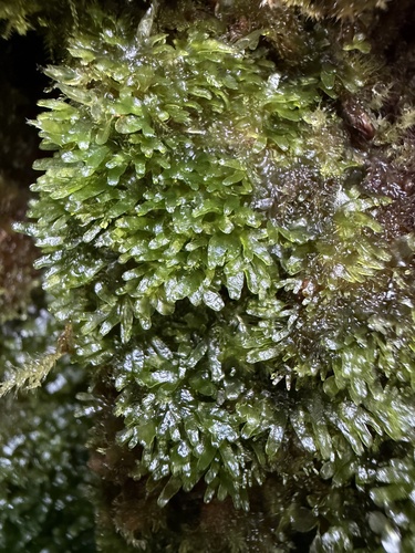 Riccardia observed 2026-10-27