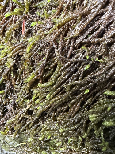 Scleropodium obtusifolium, 2026-10-27