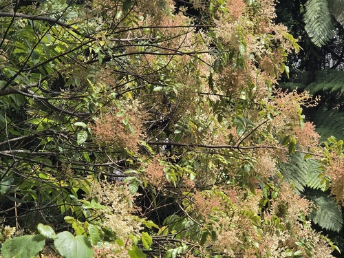 Aristotelia serrata observed 2026-10-26