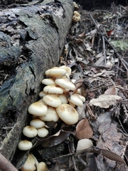 Fungi