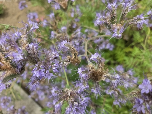 Phacelia tanacetifolia, 2026-10-26