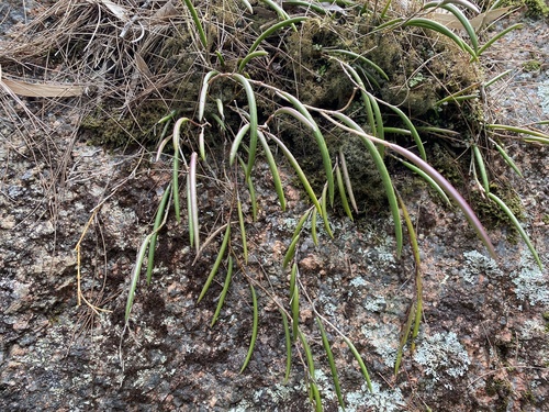 Dendrobium observed 2026-10-28