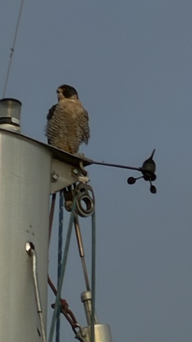 Falco peregrinus observed 2026-10-27