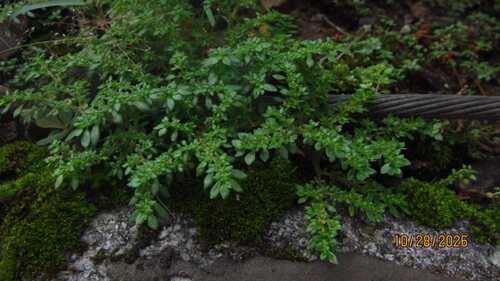 Pilea microphylla observed 2026-10-27