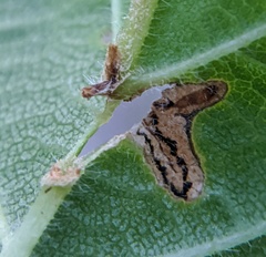 Orchestes steppensis