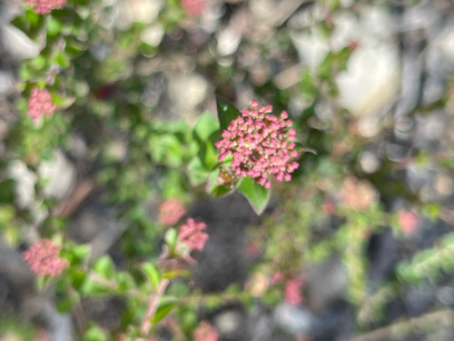 Platysace lanceolata observed 2026-10-28