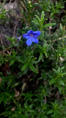 Glandora prostrata