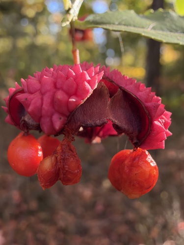 Euonymus observed 2026-10-27