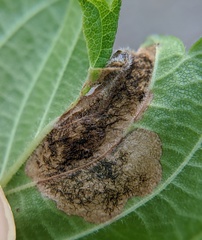 Orchestes steppensis