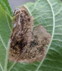 Orchestes steppensis