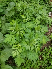 Artemisia