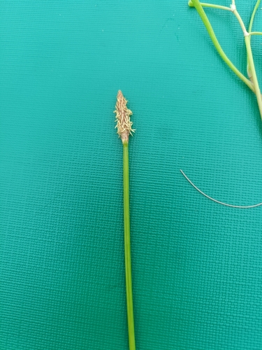 Eleocharis acuta observed 2026-10-28