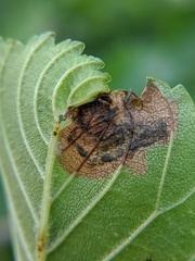 Orchestes steppensis