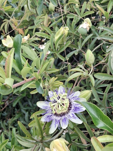 Passiflora observed 2026-10-27
