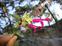 Salvia pringlei
