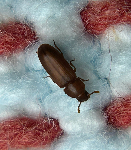 Tribolium castaneum observed 2026-10-27