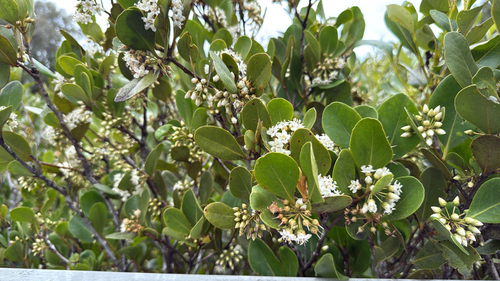 Aegiceras corniculatum observed 2026-10-28