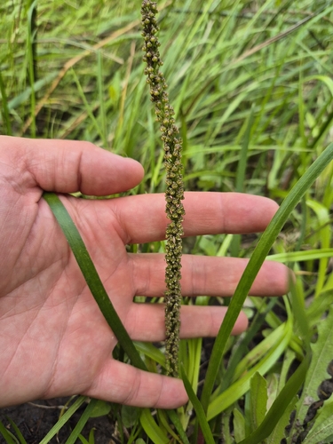 Cycnogeton procerum observed 2026-10-28