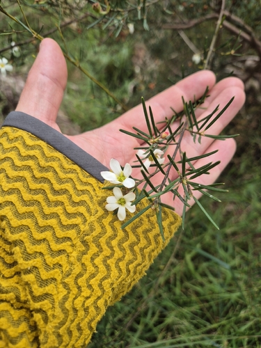 Ricinocarpos pinifolius observed 2026-10-28