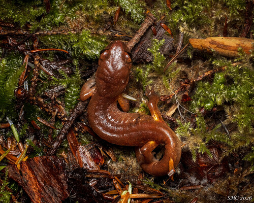 Ensatina eschscholtzii observed 2026-10-27