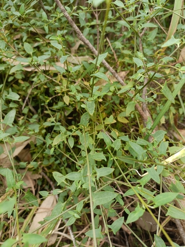 Chenopodium observed 2026-10-28