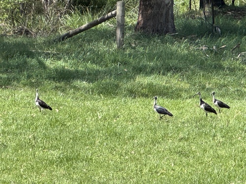 Threskiornis spinicollis, 2026-10-28