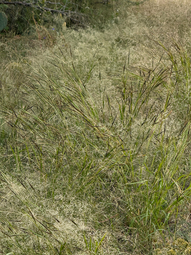 Heteropogon contortus observed 2026-10-24