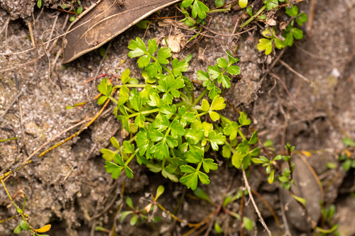 Apium prostratum observed 2026-10-25