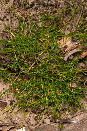 Sagina procumbens observed 2026-10-25