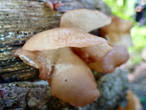 Auricularia delicata observed 2026-10-26