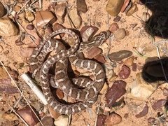 Arizona elegans elegans