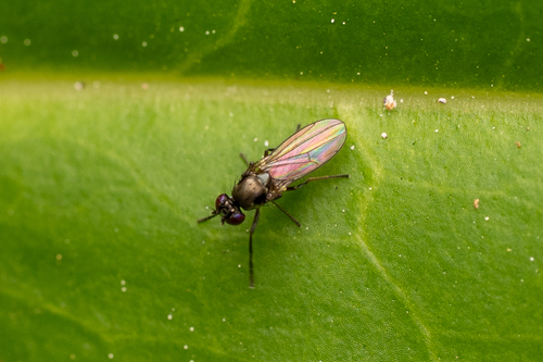 Hydrellia tritici observed 2026-10-25