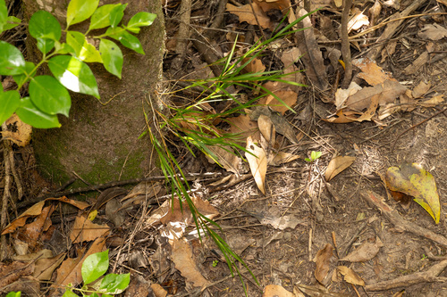 Earina mucronata observed 2026-10-25