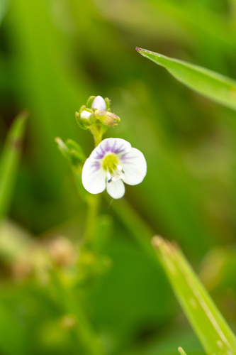 Veronica serpyllifolia observed 2026-10-26