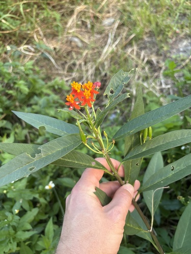 Asclepias curassavica observed 2026-10-27