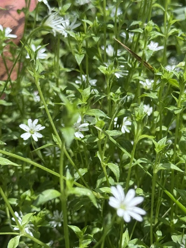 Stellaria observed 2026-10-28