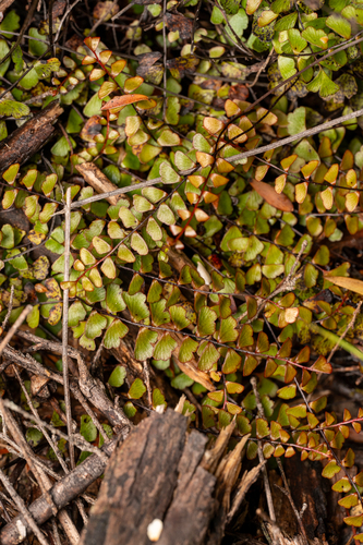 Lindsaea observed 2026-10-28