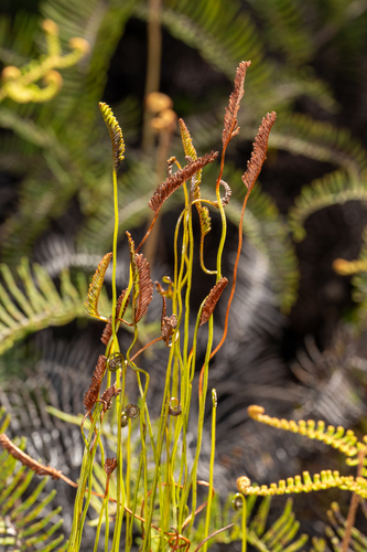 Microschizaea fistulosa observed 2026-10-28